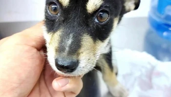 Medico Veterinario Juan Pablo Morales (Solo Por Cita Previa) - La Trinidad