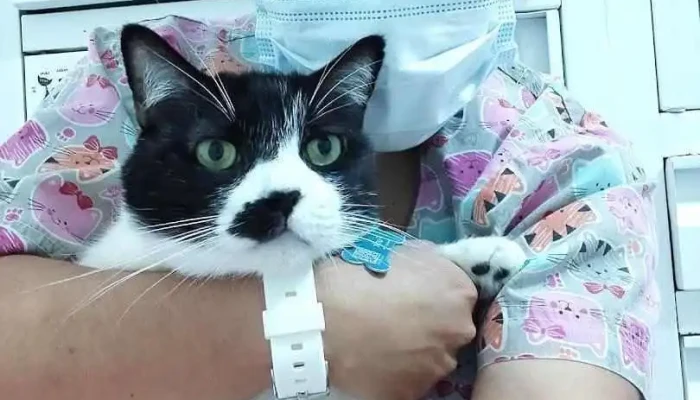 Consultorio Veterinario Animal Care - Valle De Chalco Solidaridad