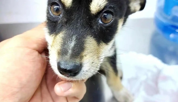 Medico Veterinario Juan Pablo Morales (Solo Por Cita Previa) - La Trinidad